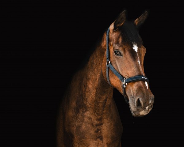 dressage horse Charming Colina (Austrian Warmblood, 2016, from Lasino) dressage horse Charming Colina (Austrian Warmblood, 2016, from Lasino)