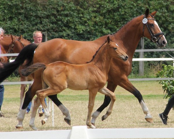 Pferd Stute von Valeron (Westfale, 2013, von Valeron)