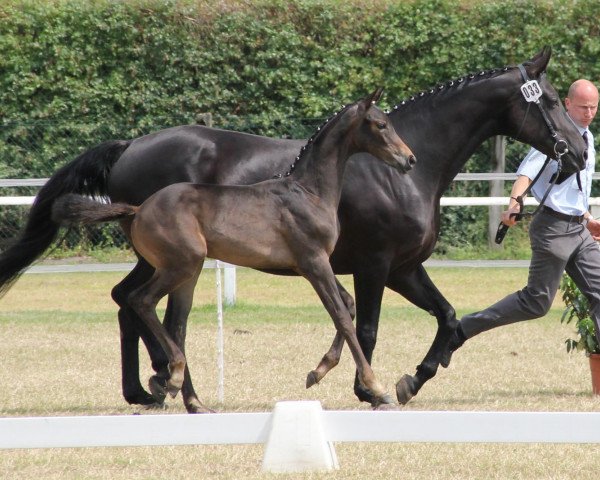 Pferd Stute von Rocky Lee (Westfale, 2013, von Rocky Lee)