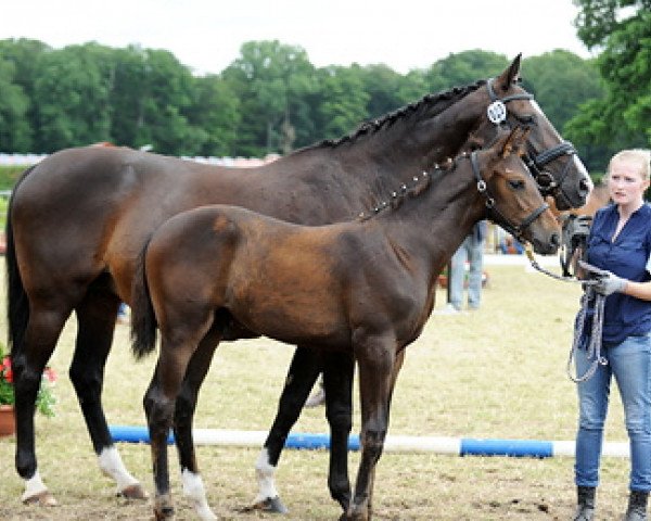 Dressurpferd Con Courage 3 (Westfale, 2013, von Captain Jack 44)
