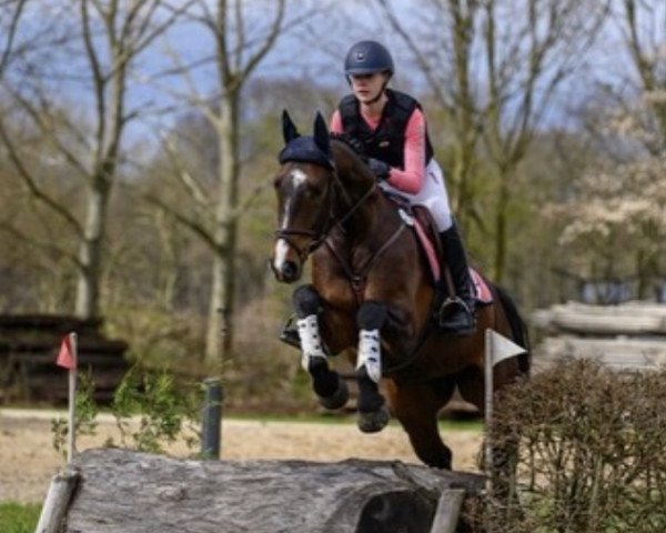 jumper Otto 211 (Hanoverian, 2016, from Valentino)