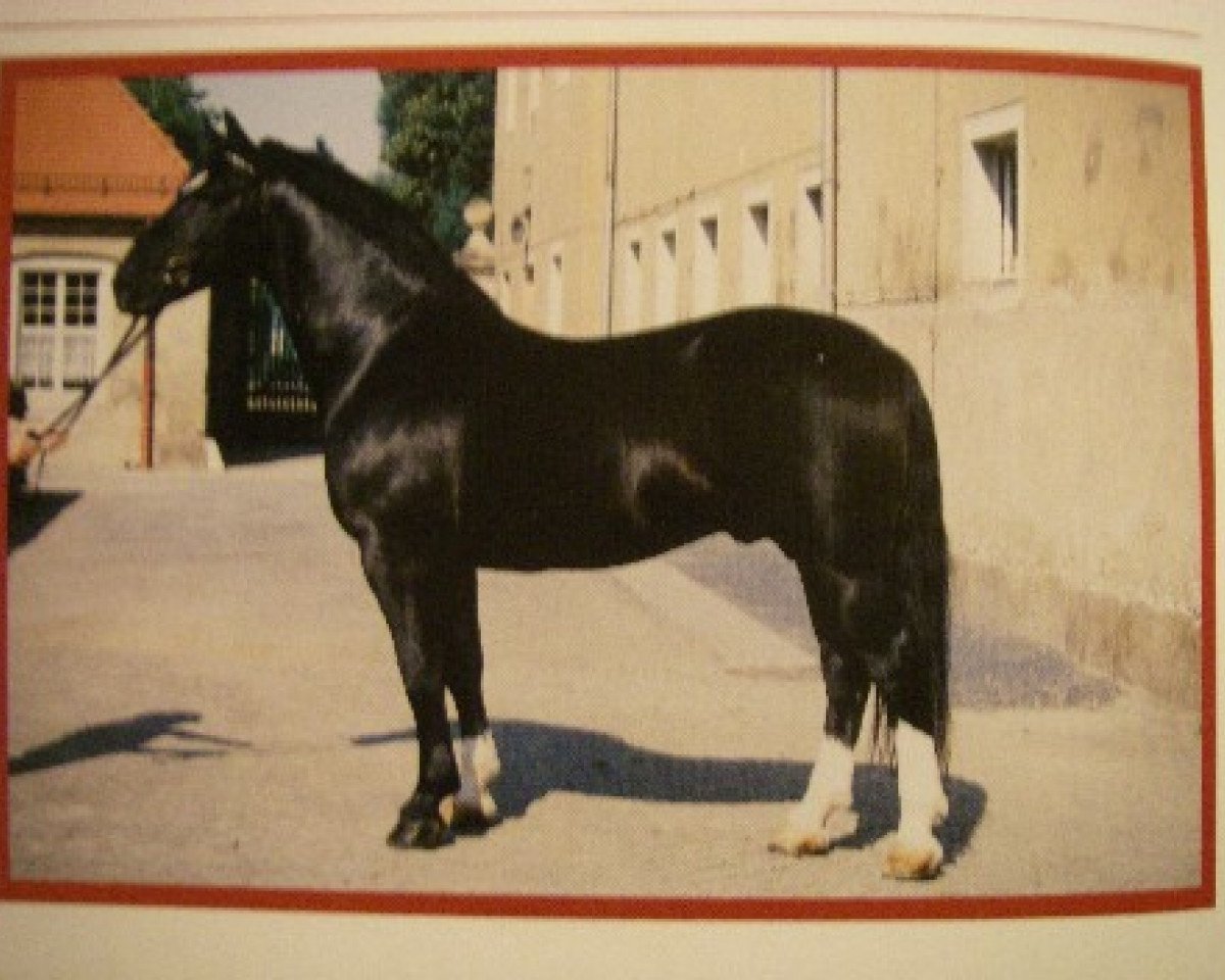 stallion Erbe Mo 1456 (Heavy Warmblood, 1983, from Eros Mo 1222)