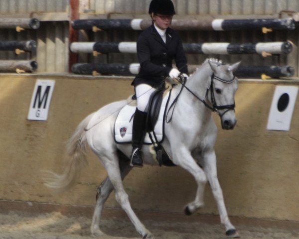 dressage horse Topnow or Never (German Riding Pony, 2000, from Top Nantario)