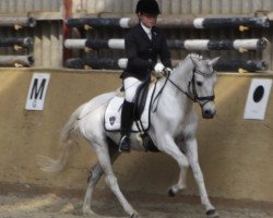 dressage horse Topnow or Never (German Riding Pony, 2000, from Top Nantario)