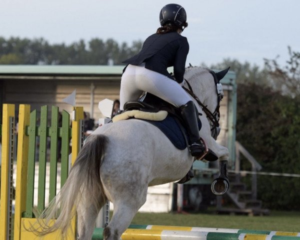 jumper Hope (Connemara Pony, 2012, from Glenayre Silver Fox)
