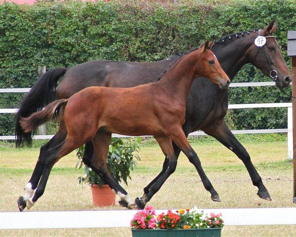 dressage horse Dresscode 10 (Westphalian, 2013, from Dalliano) dressage horse Dresscode 10 (Westphalian, 2013, from Dalliano)