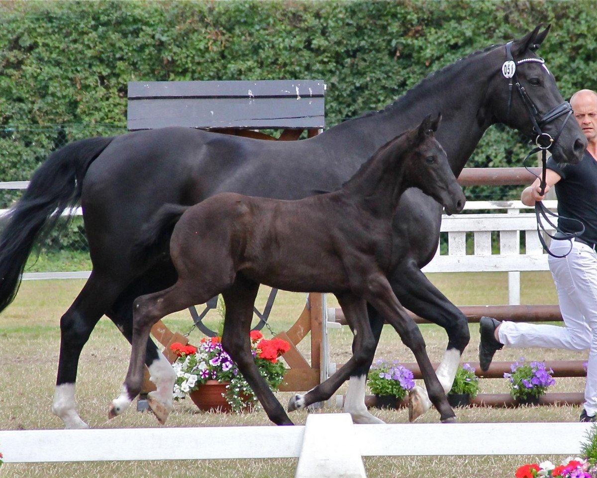 Pferd Stute von Dante Weltino (Westfale, 2013, von Dante Weltino Old)