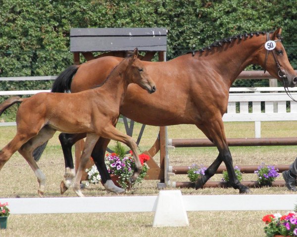 horse Hengst von Dankeschön (Westphalian, 2013, from Dankeschön)