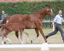 Springpferd Dos Sanctos W (Westfale, 2013, von Diarado)