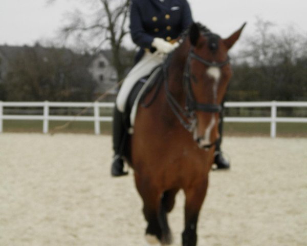 horse Digger von Xanten (Rhinelander, 2007, from Donnerlord)