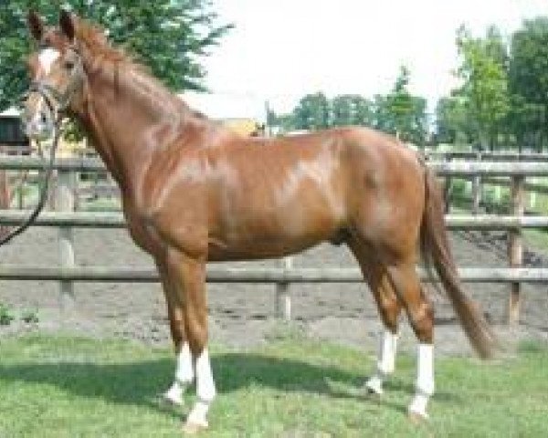 Dressurpferd Quuno (Hannoveraner, 2008, von Quaterback)
