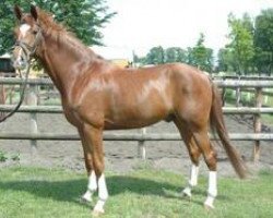 dressage horse Quuno (Hanoverian, 2008, from Quaterback)
