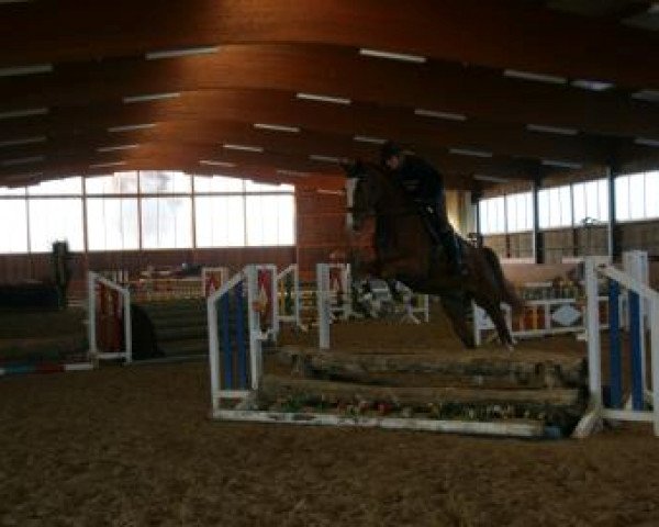 jumper Camillo's Caspa (Westphalian, 2008, from Contello)