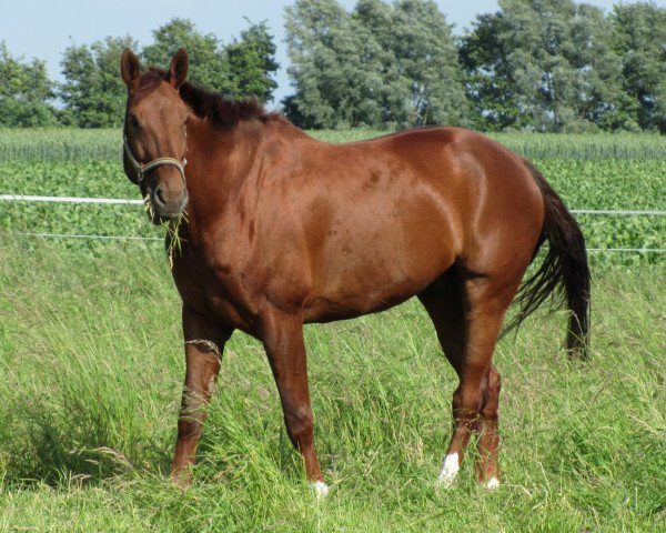 horse Emiliano W (Rhinelander, 2001, from Ehrentanz I)