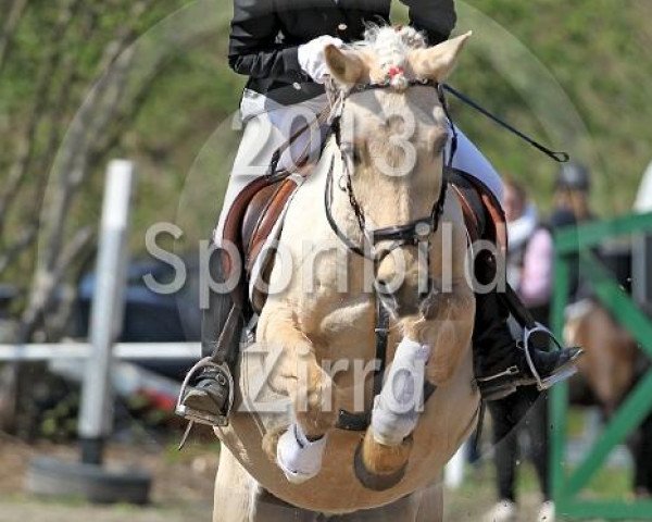 Pferd Cindy 962 (unbekannt, ) Pferd Cindy 962 (unbekannt, )
