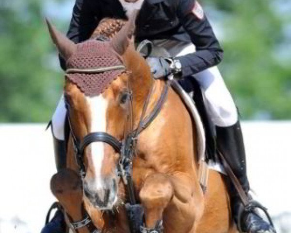 jumper Aperol 4 (Holsteiner, 2000, from Aloube Z)