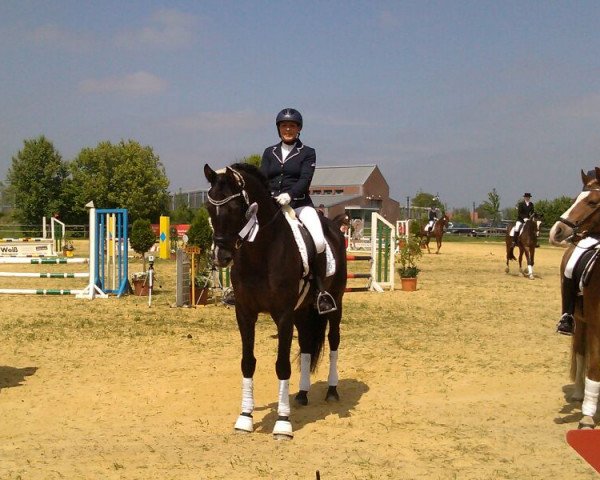 dressage horse Stradivari 23 (Westphalian, 2002, from Santa Cruz)