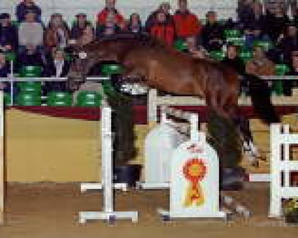 Deckhengst Colmani (Holsteiner, 2003, von Colman)