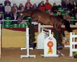stallion Colmani (Holsteiner, 2003, from Colman)