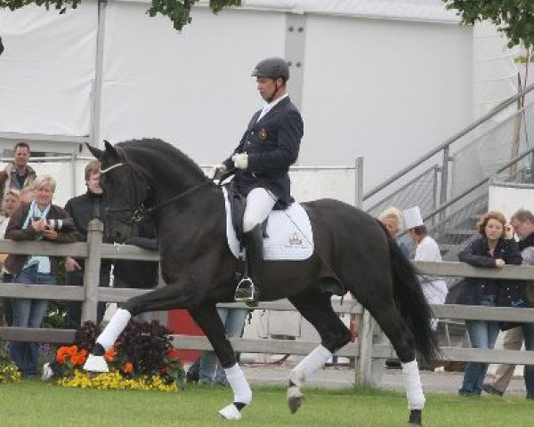 Deckhengst Special Agent Amour (Rheinländer, 2008, von San Amour I)
