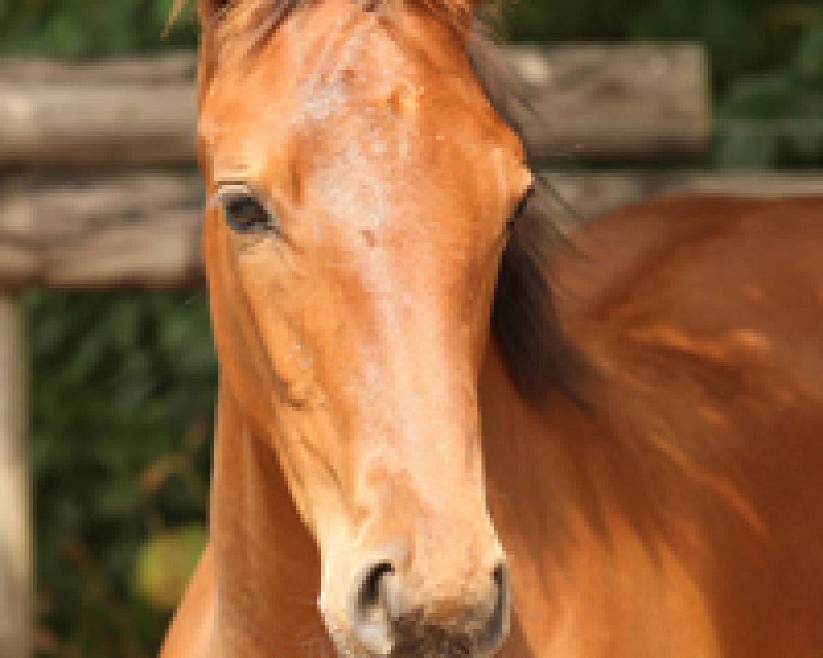 broodmare Feinsliebchen (Rhinelander, 2012, from Fidertanz)