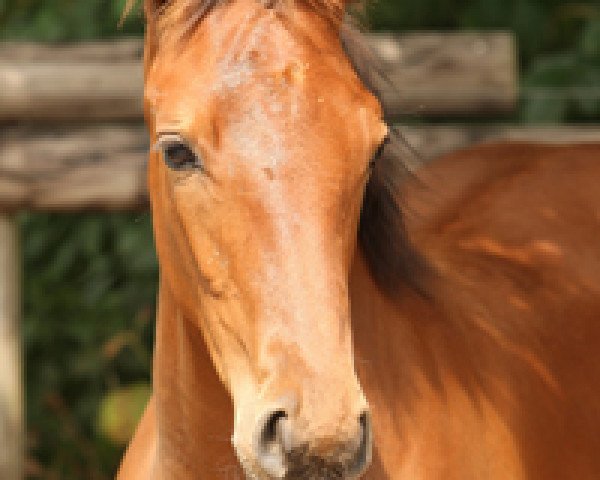 broodmare Feinsliebchen (Rhinelander, 2012, from Fidertanz)