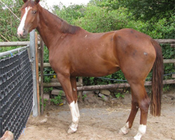 broodmare Wonderful Girl (Rhinelander, 2008, from Welt Hit II)