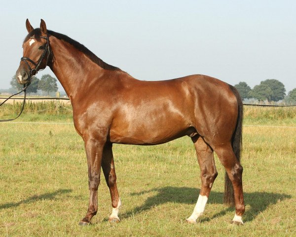 Pferd Don Raphael 4 (Rheinländer, 2005, von Donquestador)