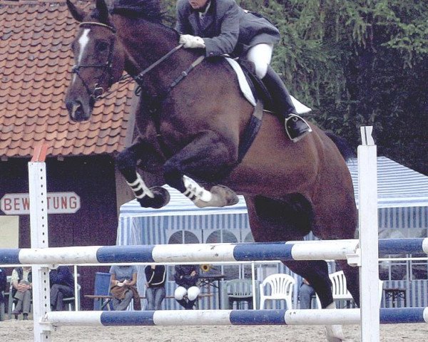 jumper Fungi TW (Hanoverian, 1994, from Fabriano) jumper Fungi TW (Hanoverian, 1994, from Fabriano)