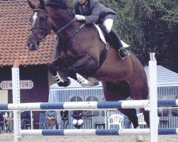 jumper Fungi TW (Hanoverian, 1994, from Fabriano)