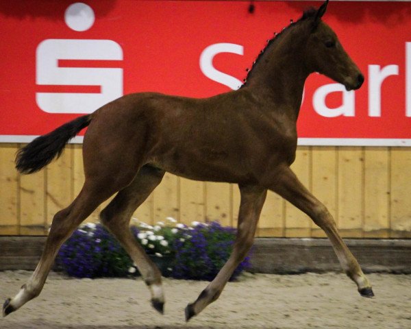horse Hengst von Fürst Remus (Rhinelander, 2013, from Fürst Remus)
