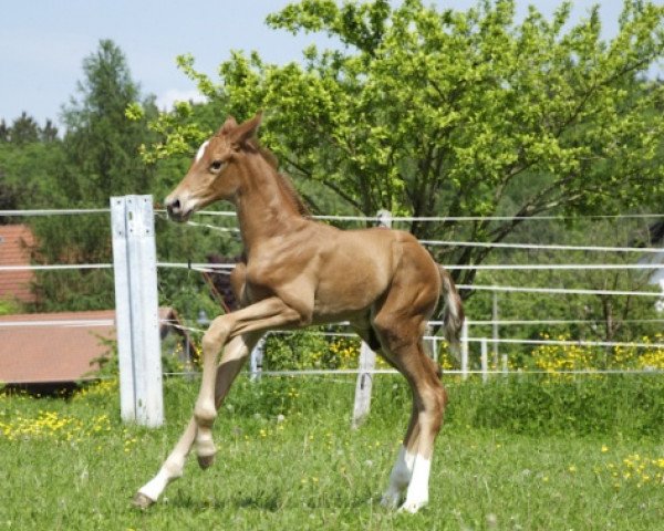 horse Dolcetto (Bavarian, 2013, from Destano)