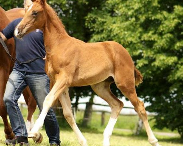 horse Quatrolando (German Sport Horse, 2013, from Quatergold)