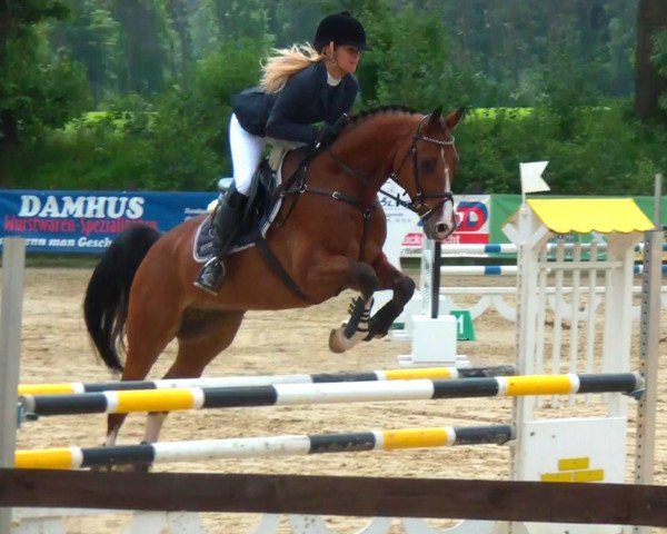 jumper Casparino 2 (Westphalian, 1999, from Cordobes I)