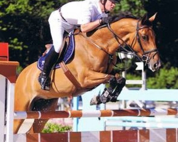 horse Carluna (Holsteiner, 2001, from Caretino)