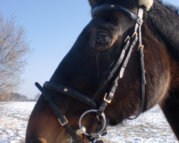 Pferd Casina (Westfale, 1986, von Cacir AA)