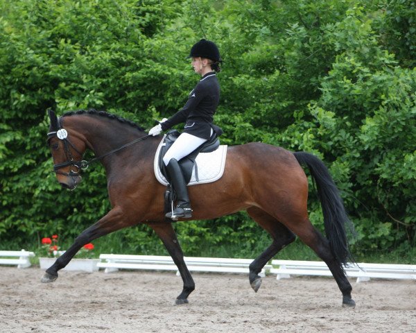 Dressurpferd Mandy 651 (Hessisches Warmblut, 2004, von Marcodeur) Dressurpferd Mandy 651 (Hessisches Warmblut, 2004, von Marcodeur)