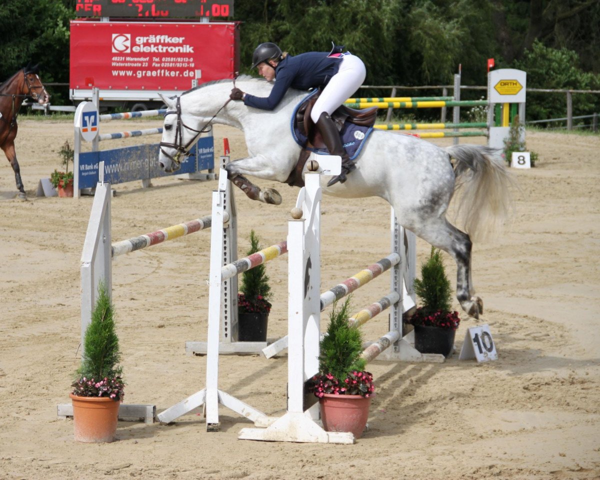 Springpferd Curacao 22 (Oldenburger, 2005, von Cornet Obolensky)