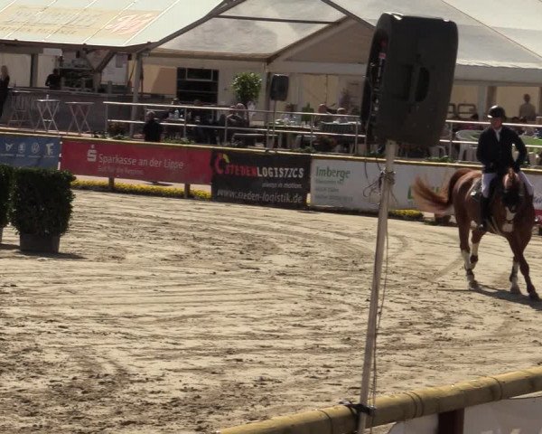 Reitturnier Werne-Lenklar 2022