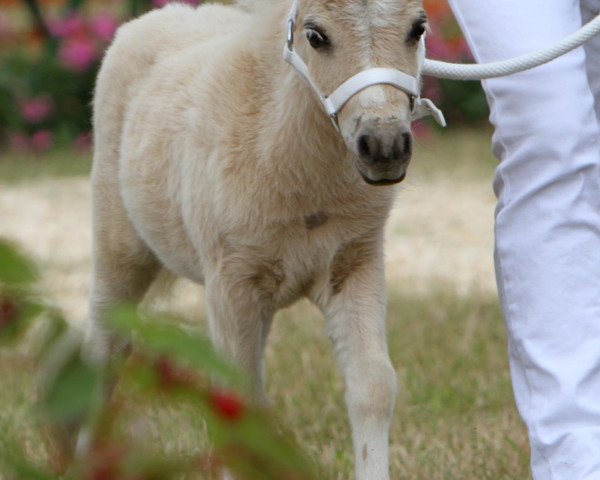 stallion Wikinger von der Gerlingermühle (Shetland pony (under 87 cm), 2013, from Wake up van de Zandhoven)