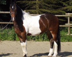 Cavallo da salto Pferdename (sconosciuto,  )
