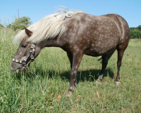 dressage horse Micky (Shetland B (about 107-117), 2000)