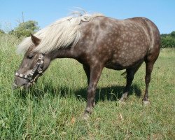 dressage horse Micky (Shetland B (about 107-117), 2000)