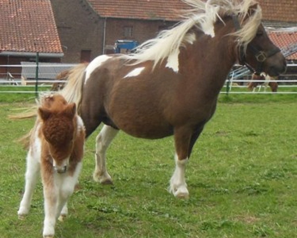 Zuchtstute Witterly v. Ruurlo (Shetland Pony (unter 87 cm), 2005, von Kerswell Leo)