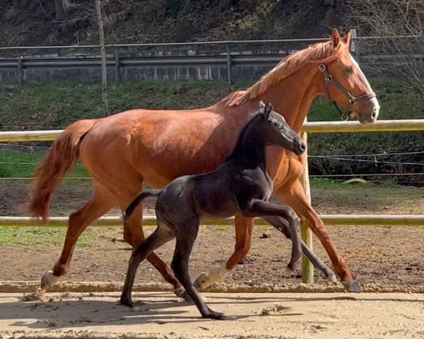 Pferd Tollero (Deutsches Sportpferd, 2022, von Glock's Toto Jr.)