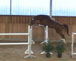 jumper Call me Jumper (Hanoverian, 2007, from Calme)