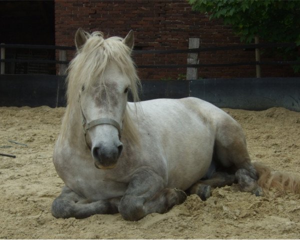 Cavallo Quarteto Rhedebrügge (Cavallo Camargue, 2004, di Grue Blanc)
