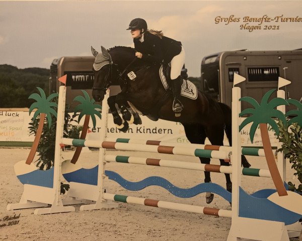 jumper Vaiolet TH (Oldenburg show jumper, 2012, from Valeron)