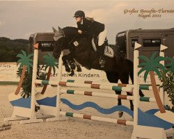jumper Vaiolet TH (Oldenburg show jumper, 2012, from Valeron)