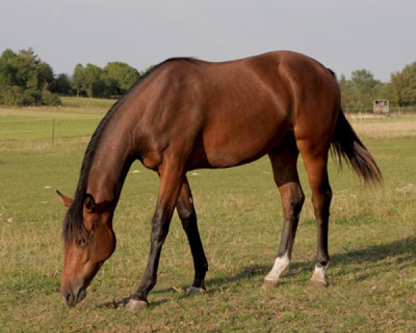 Pferd Delzo (Oldenburger, 2011, von Danelzo Z)
